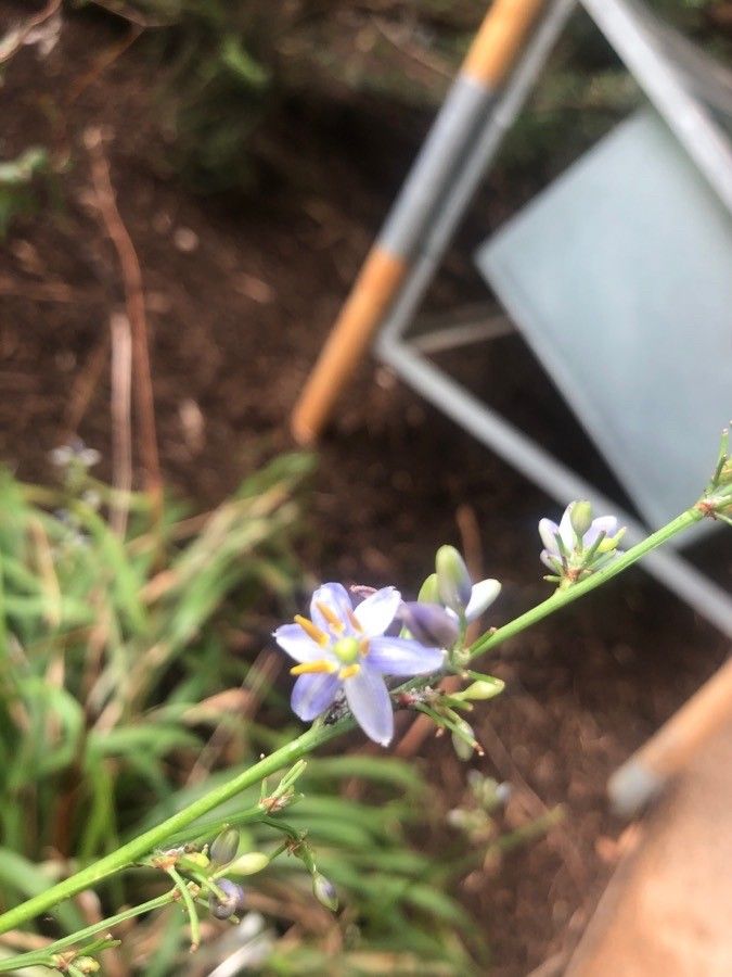 Dianella caerulea flower