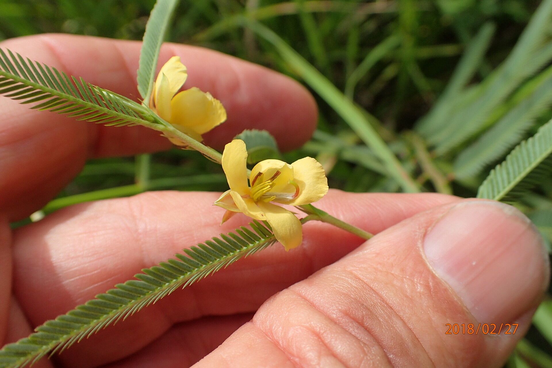 Chamaecrista comosa — houseplant care guide