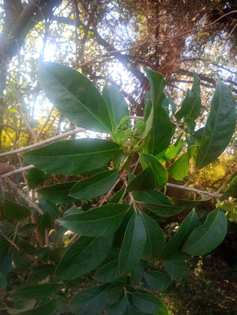 Dendropanax palustris leaf