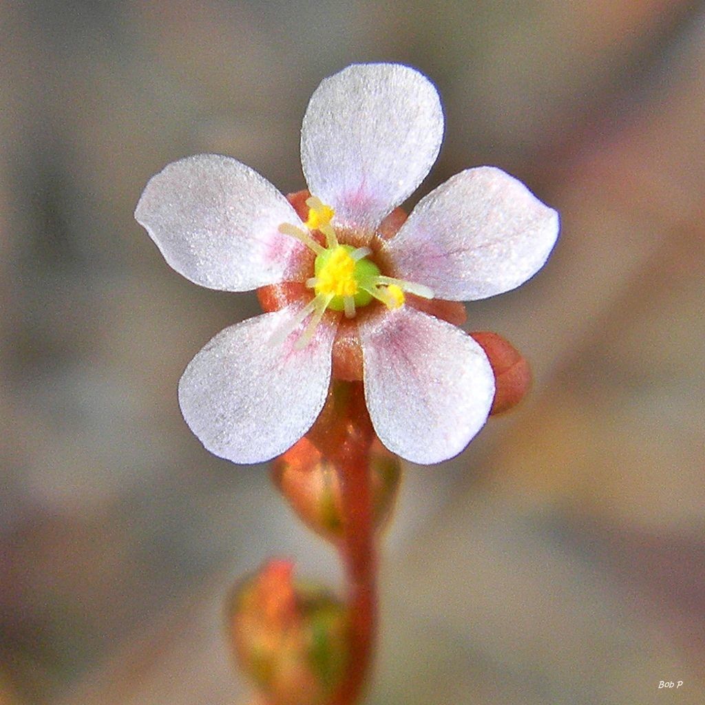 Drosera capillaris flower