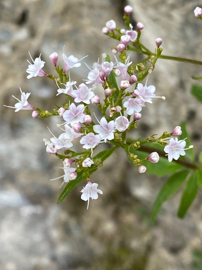 Valeriana tripteris flower