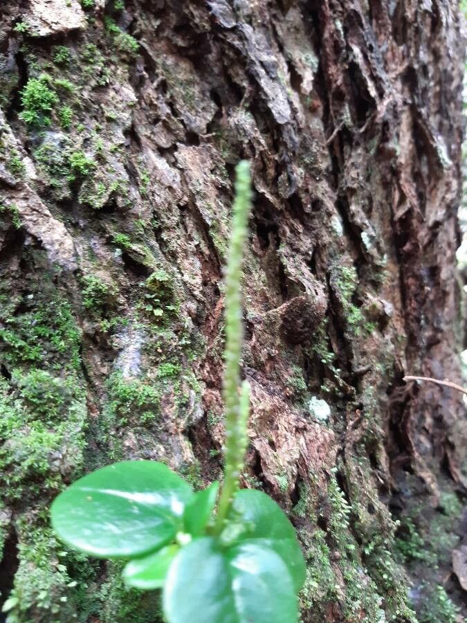 Peperomia elliptica flower
