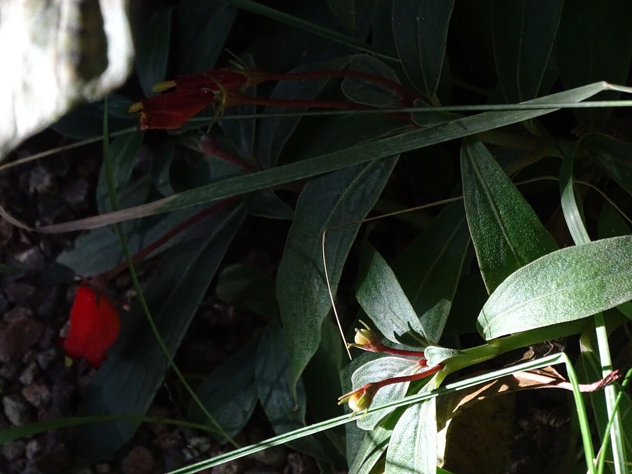 Seemannia sylvatica habit