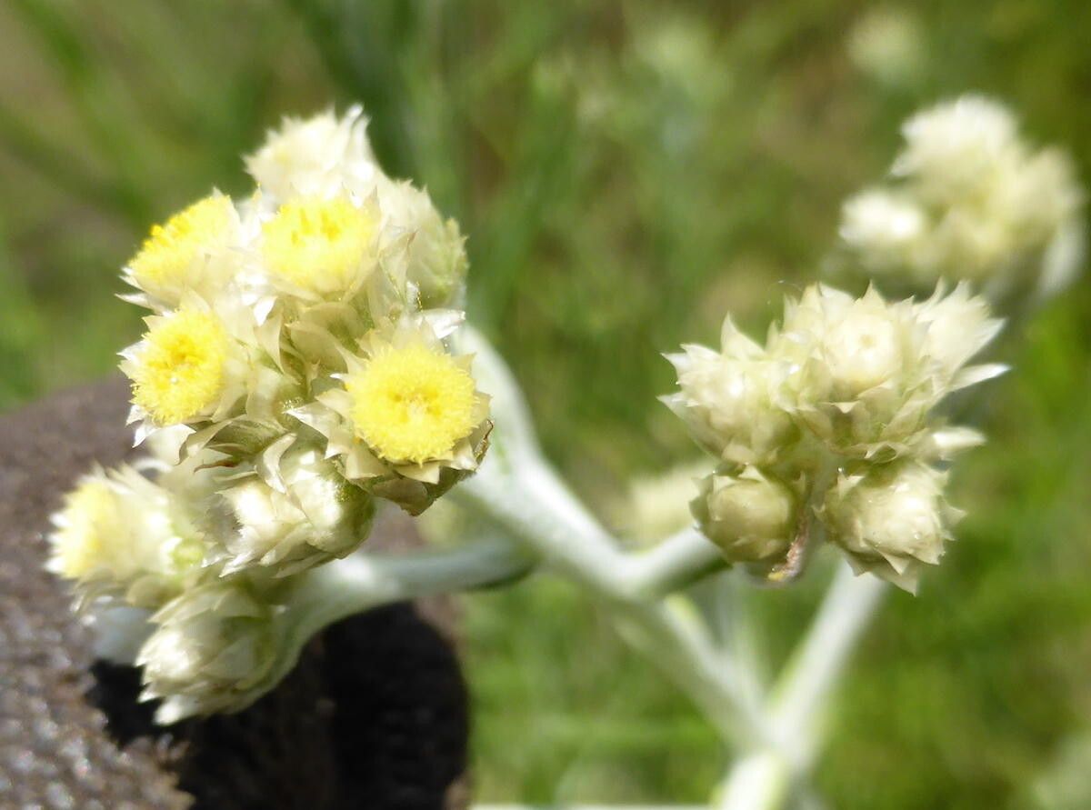 Pseudognaphalium oligandrum flower