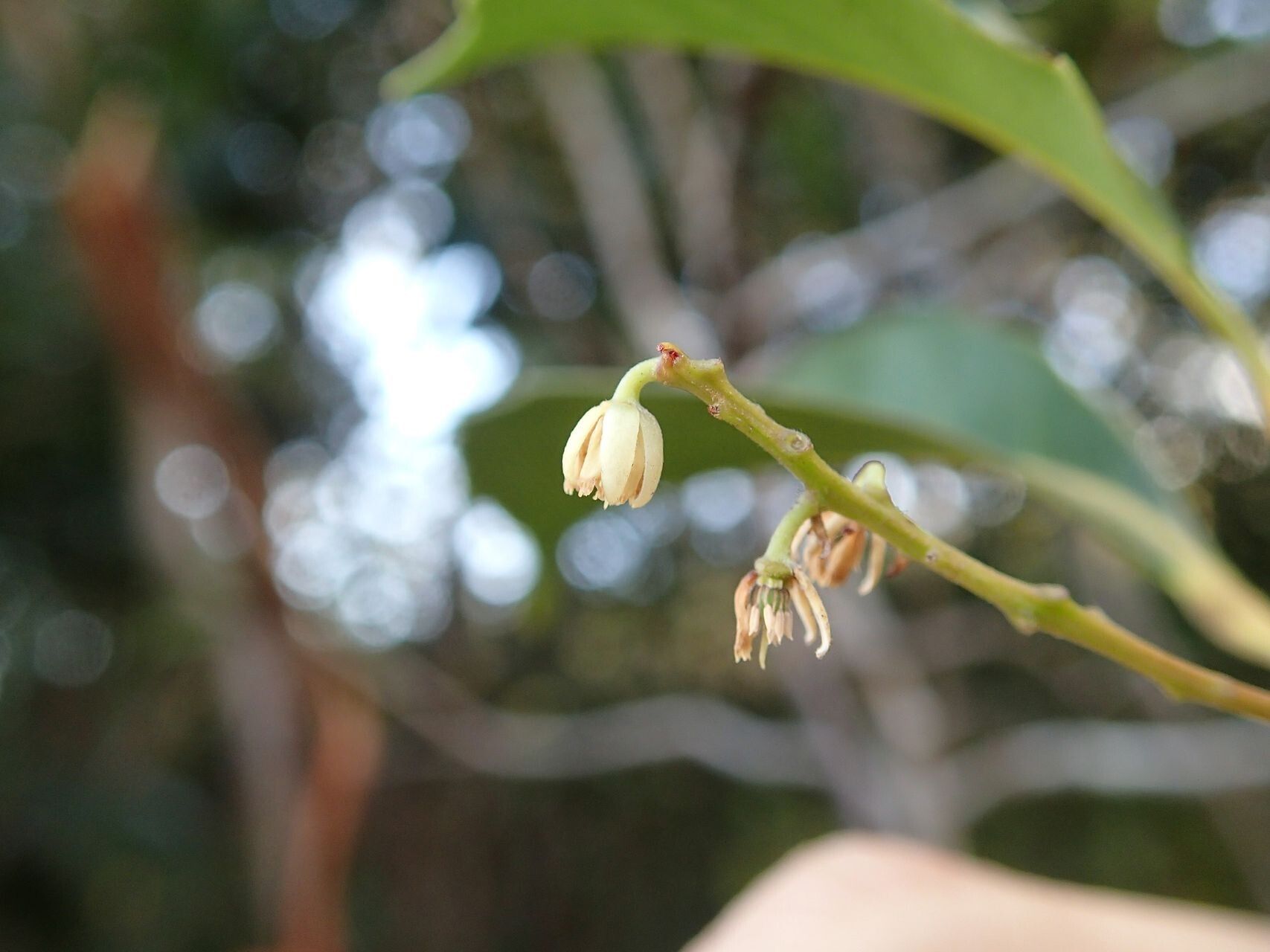 Elaeocarpus seringii flower