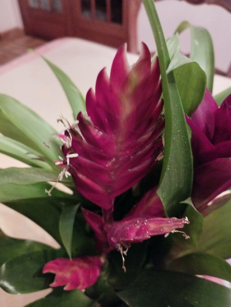 Tillandsia guatemalensis fruit