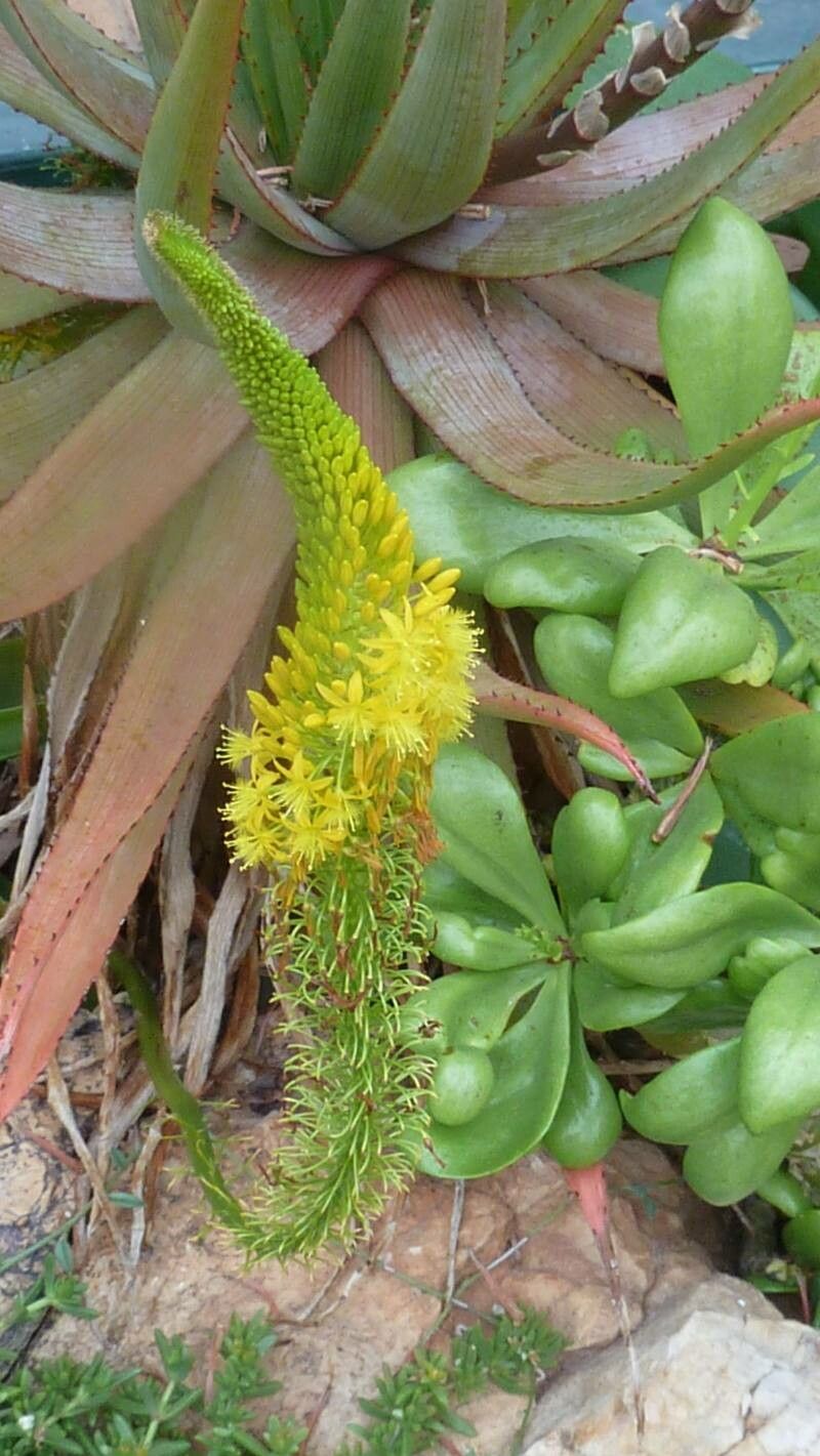 Eremurus stenophyllus flower