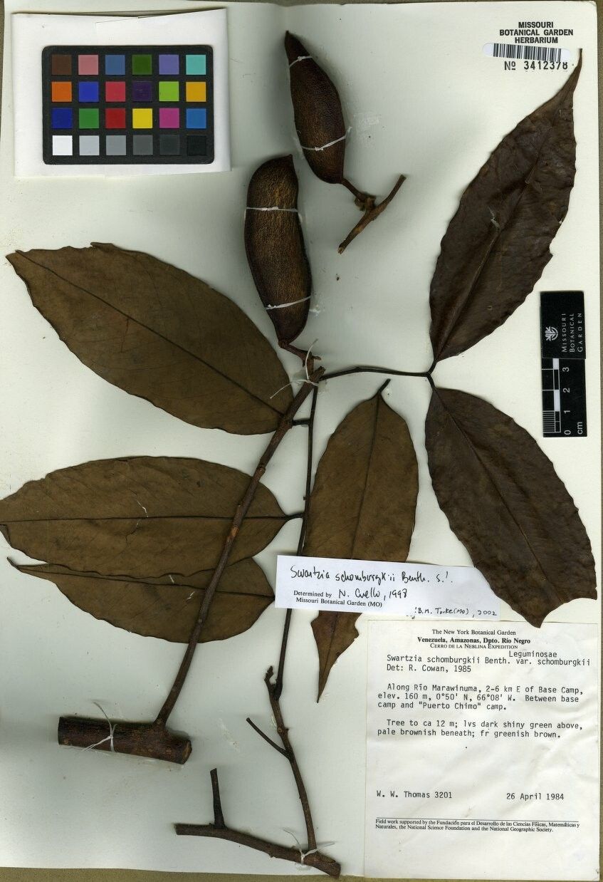 Swartzia schomburgkii — houseplant care guide