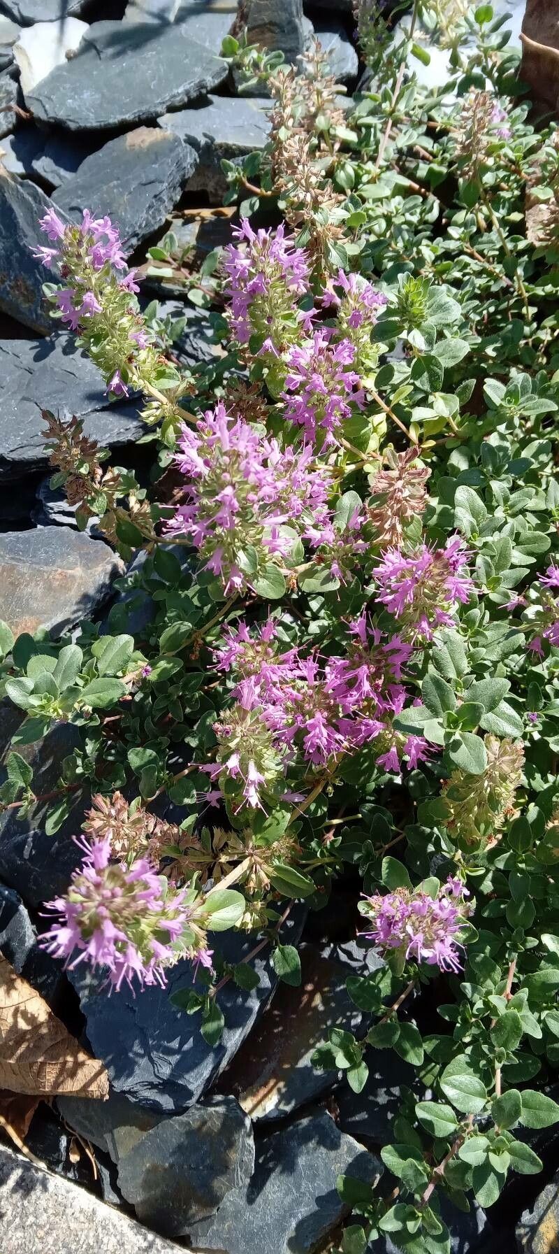 Thymus comosus habit