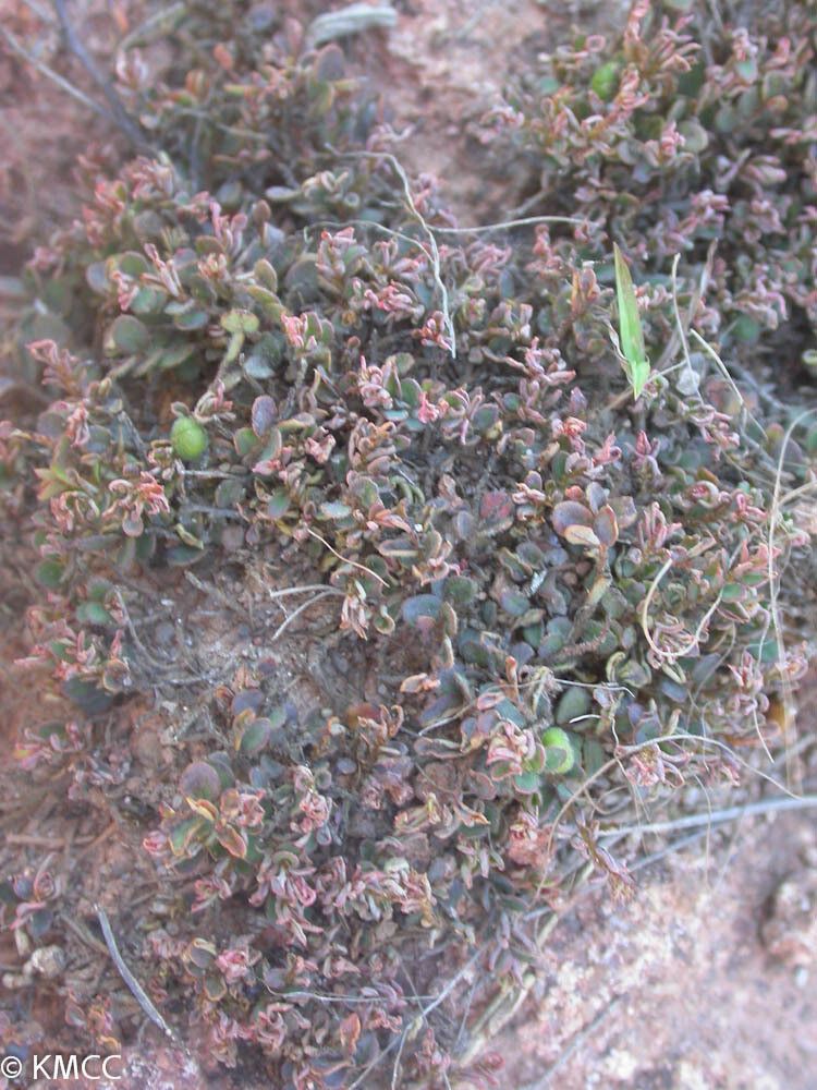 Phyllanthus bathianus — houseplant care guide