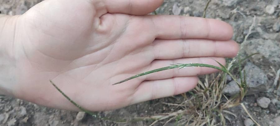 Parapholis incurva flower