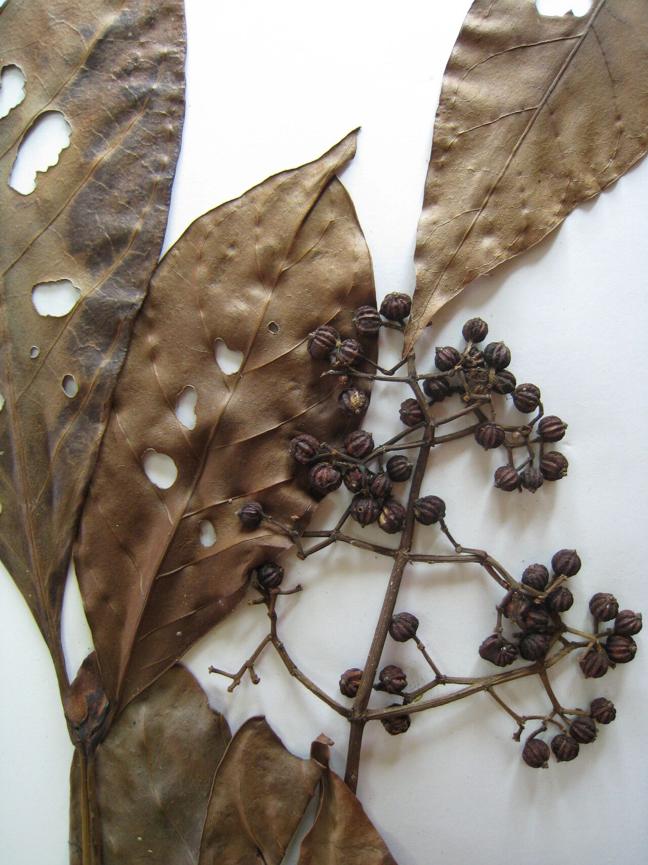 Psychotria pedunculosa other