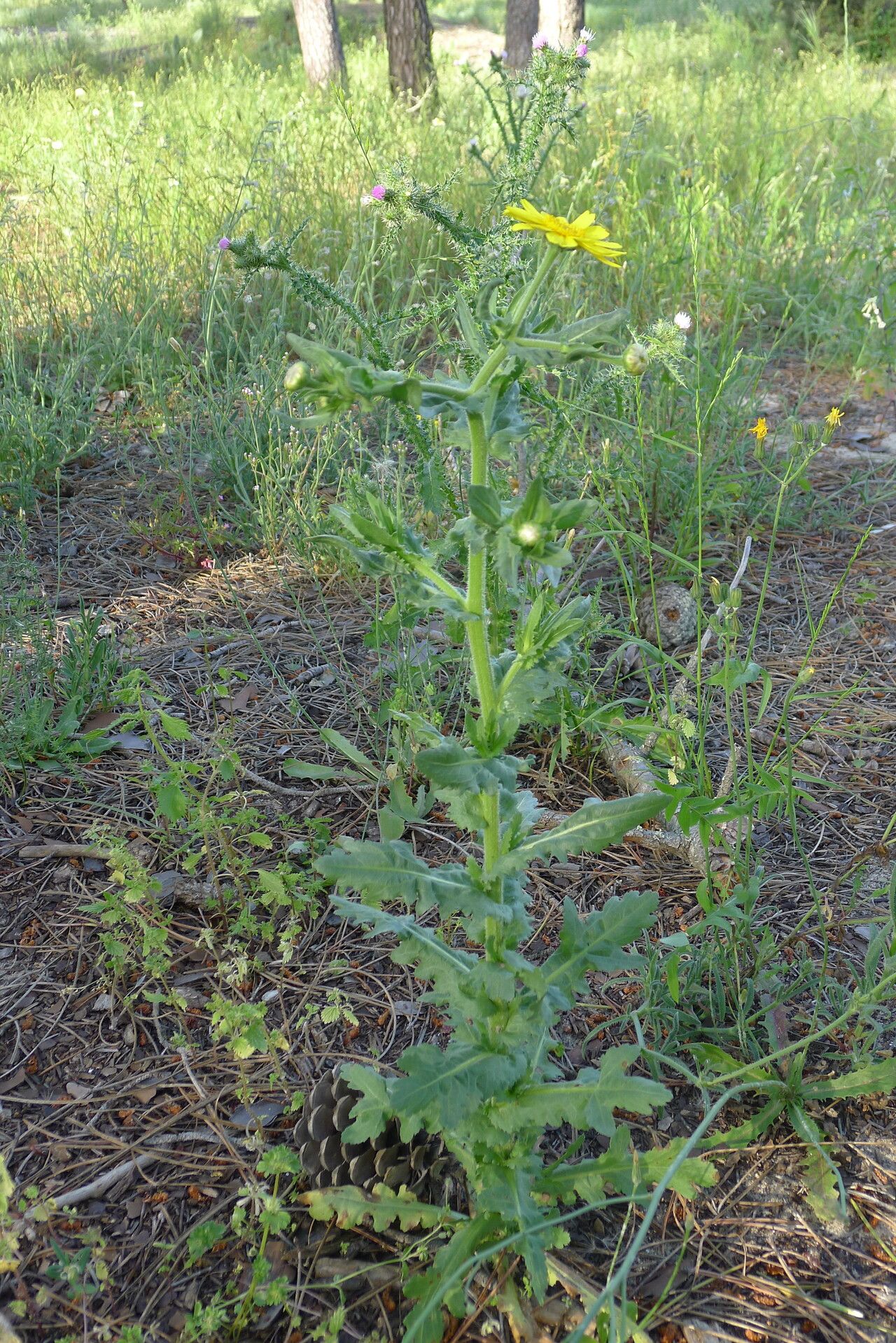 Heteranthemis viscide-hirta habit