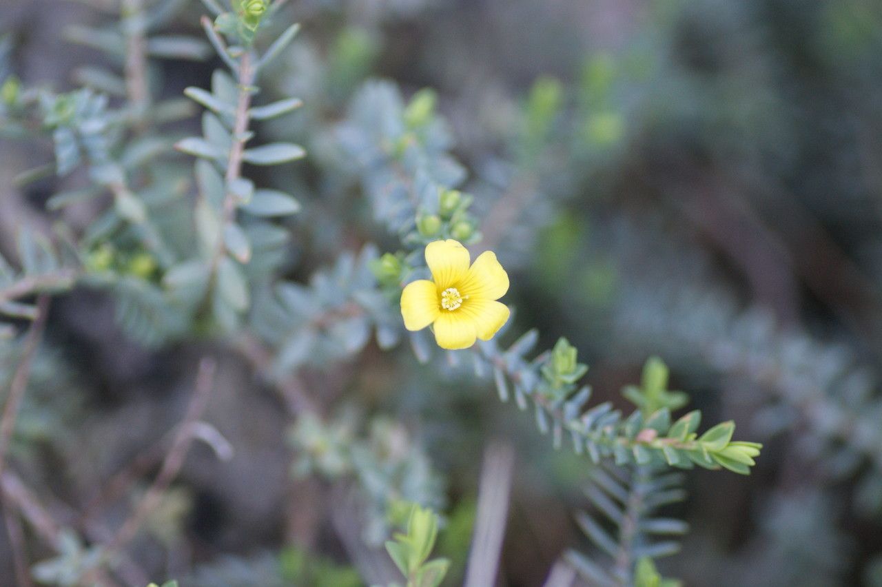 Hypericum aegypticum flower