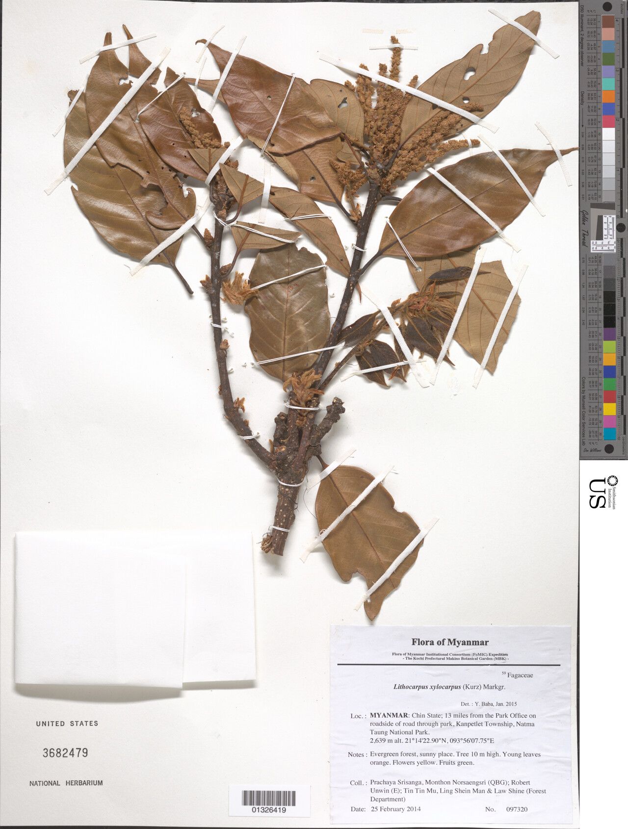 Lithocarpus xylocarpus — search result for 'Lithocarpus'