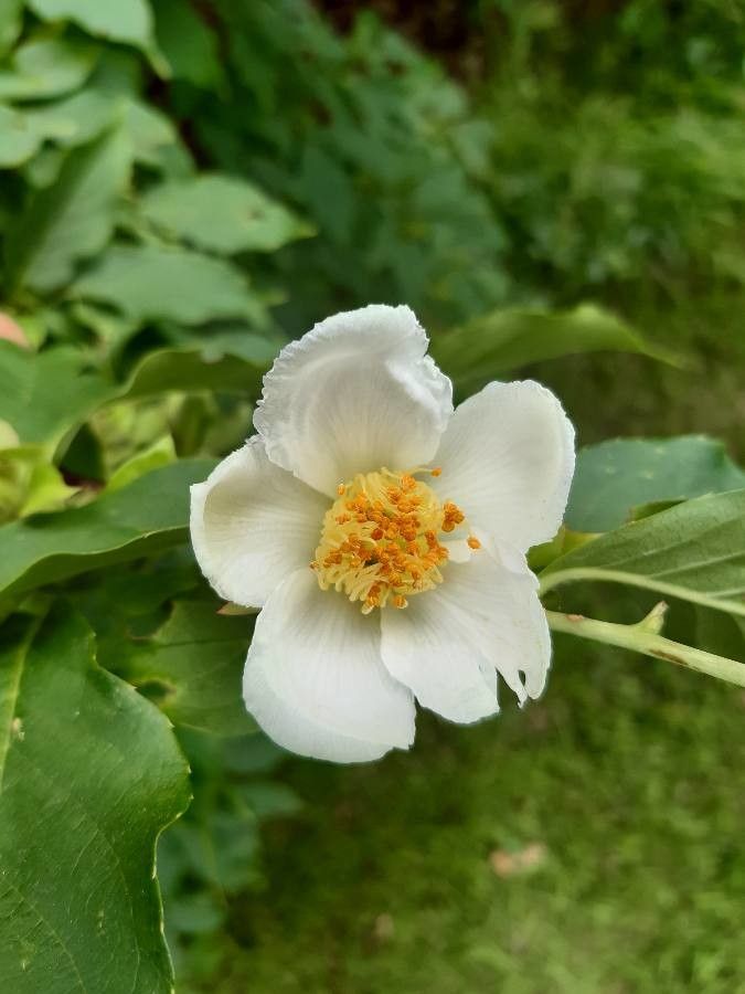 Stewartia sinensis flower