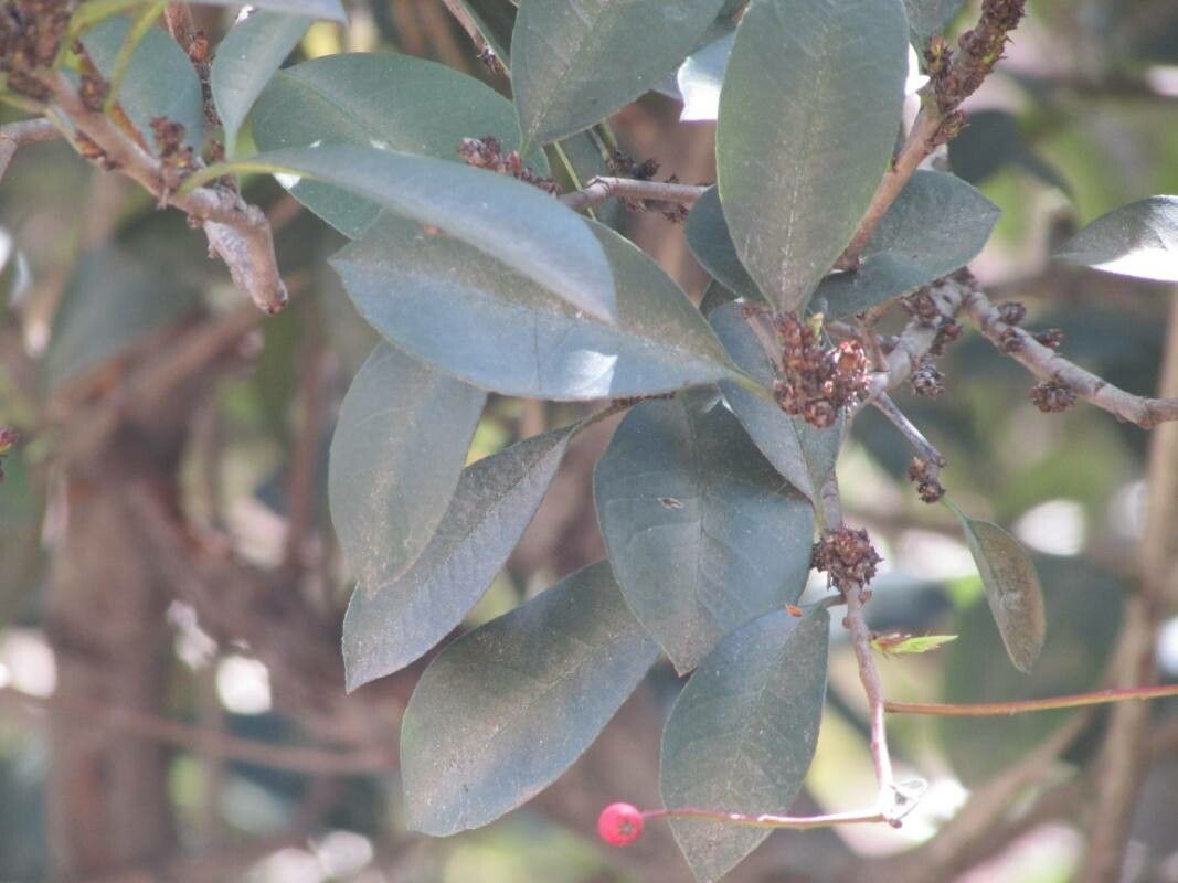 Prunus brasiliensis leaf