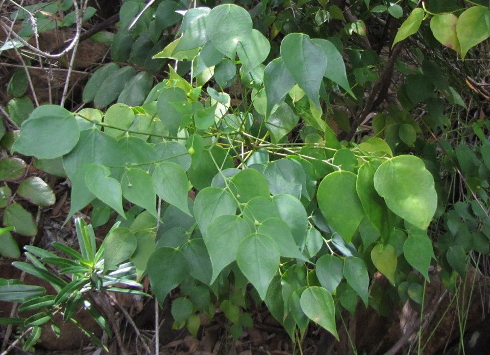 Phyllanthus luciliae habit
