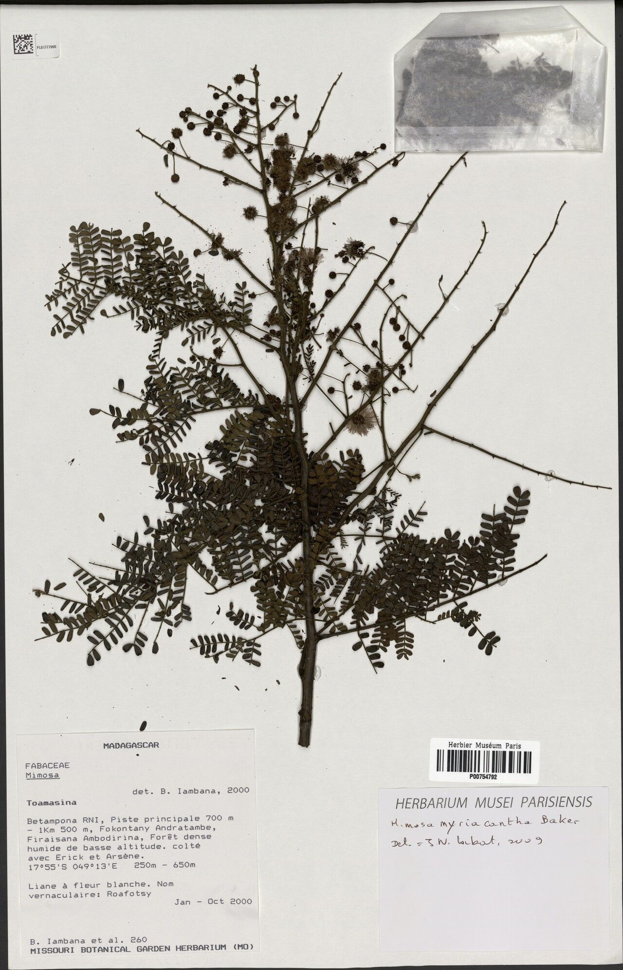 Mimosa myriacantha — search result for 'Mimosa'