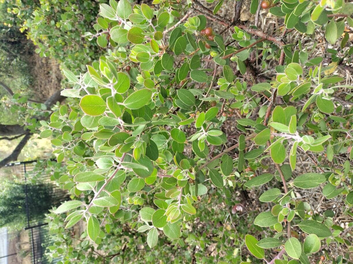 Arctostaphylos edmundsii leaf