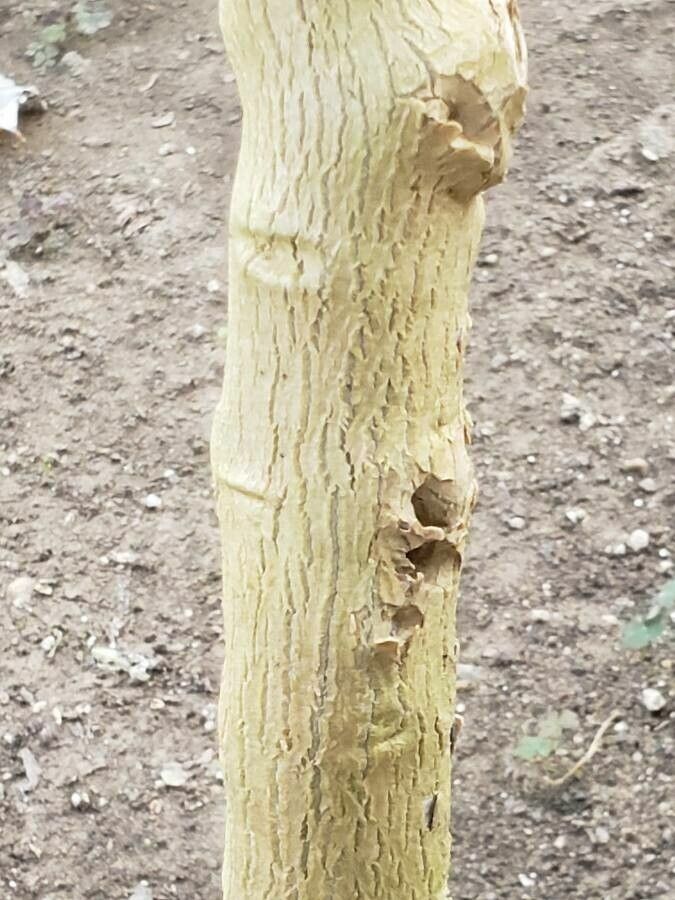 Brugmansia × cubensis bark