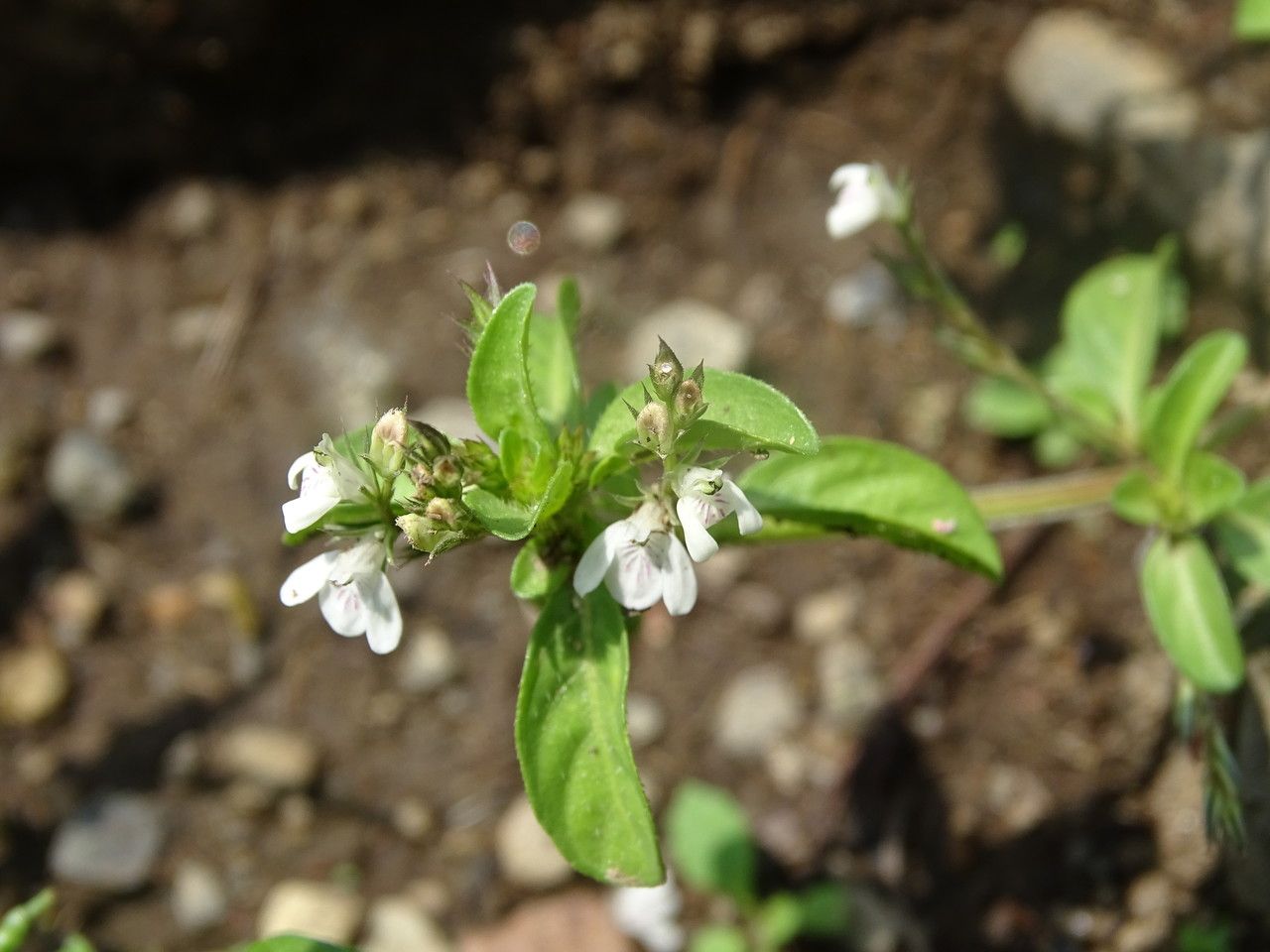 Justicia exigua — search result for 'Justicia'