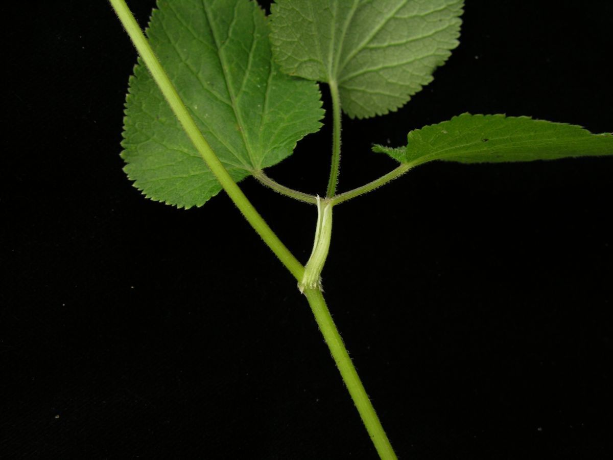 Pimpinella urceolata other