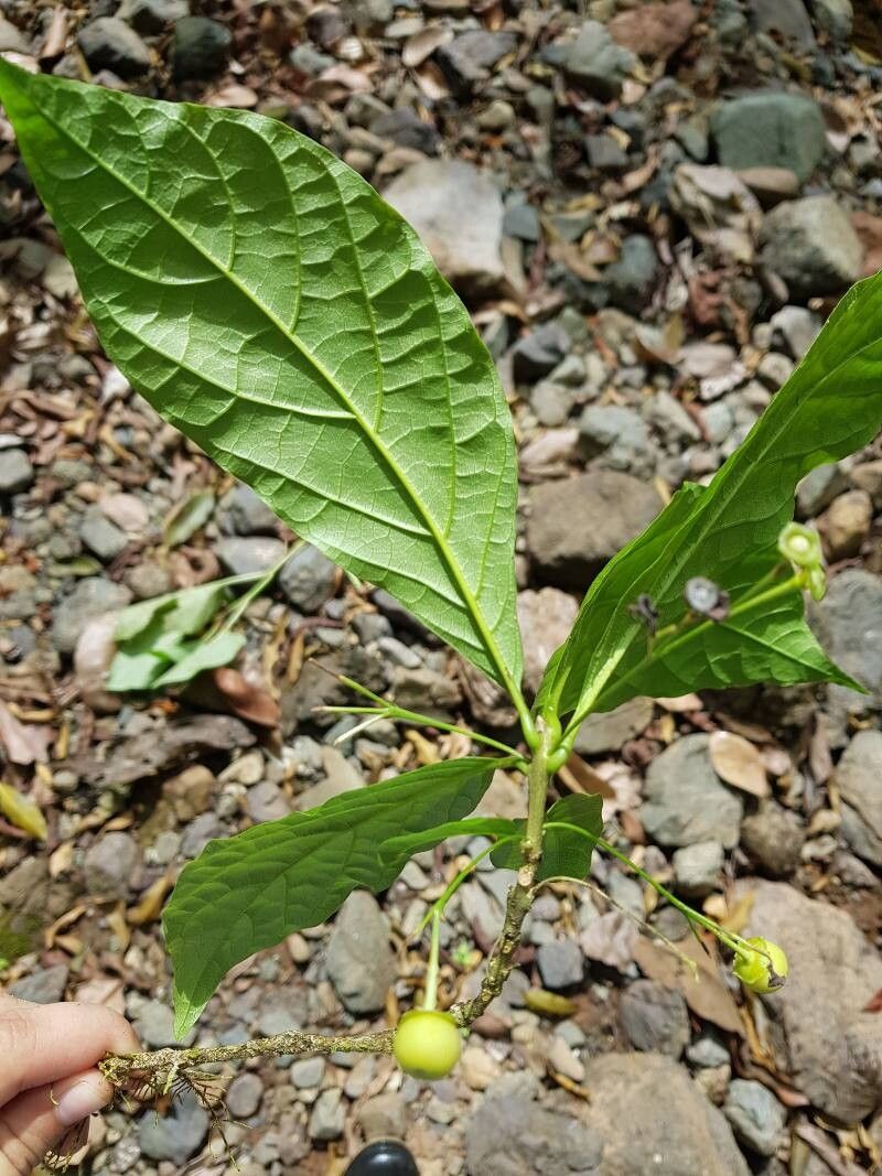 Aegiphila costaricensis leaf