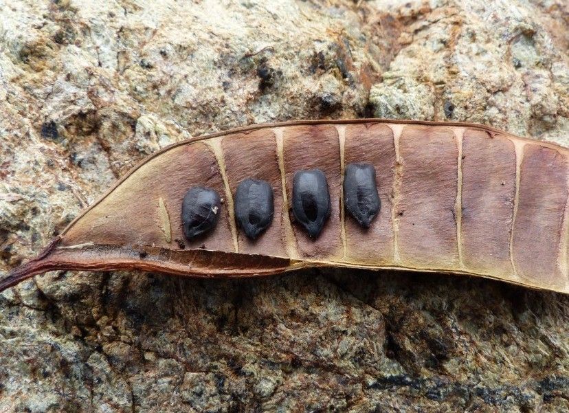 Cassia artensis fruit