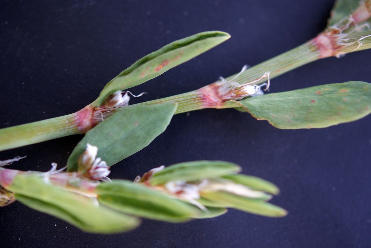Polygonum robertii bark