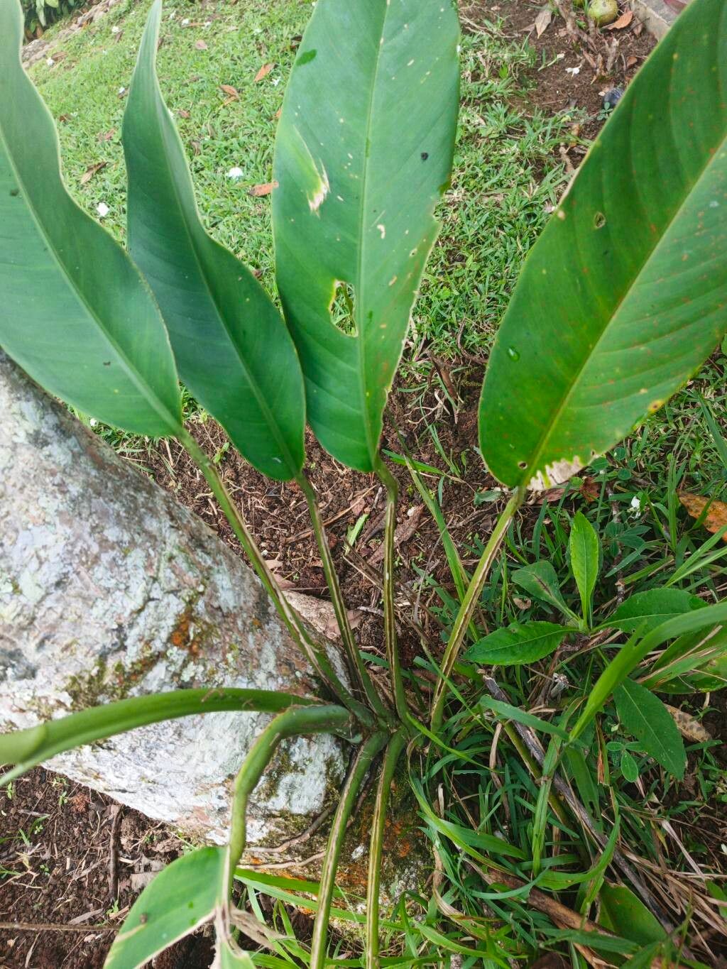 Scindapsus geniculatus leaf