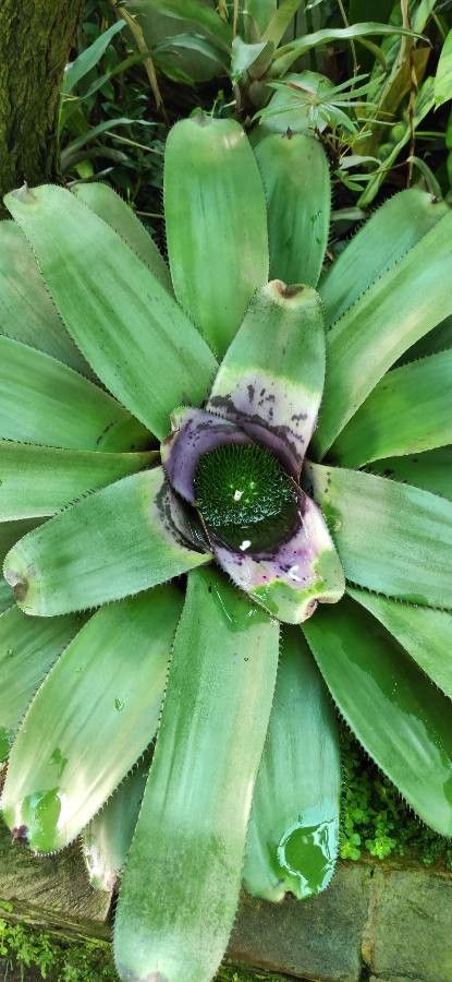 Neoregelia concentrica habit