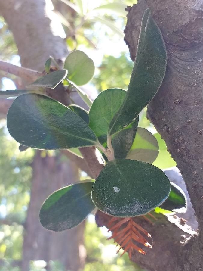 Pittosporum crassifolium