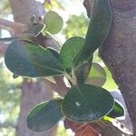 Pittosporum crassifolium