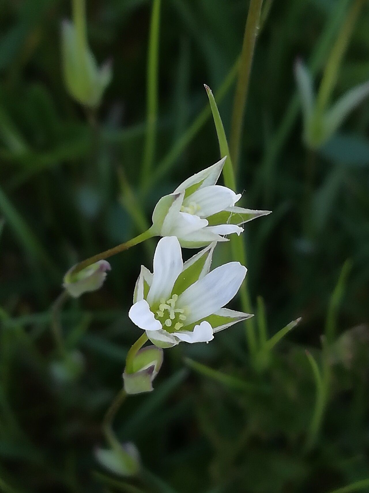 Moenchia erecta flower