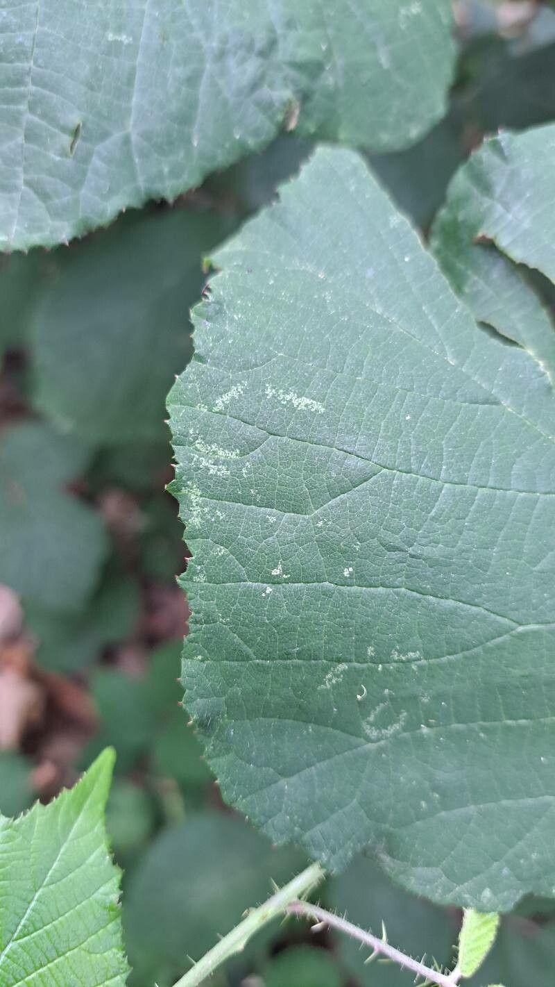 Rubus muridens — houseplant care guide