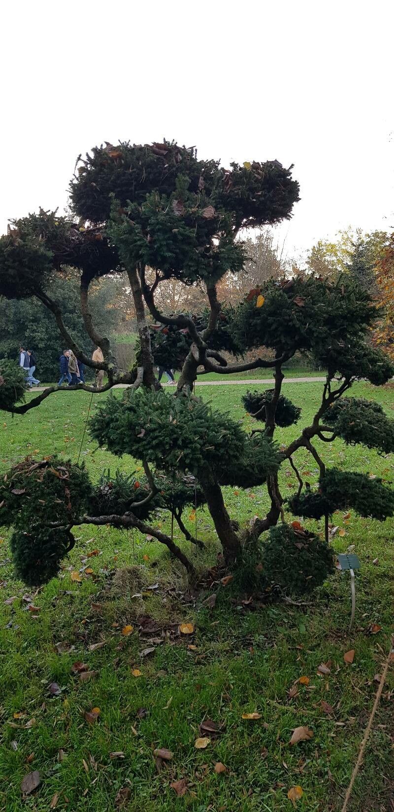 Picea × albertiana habit