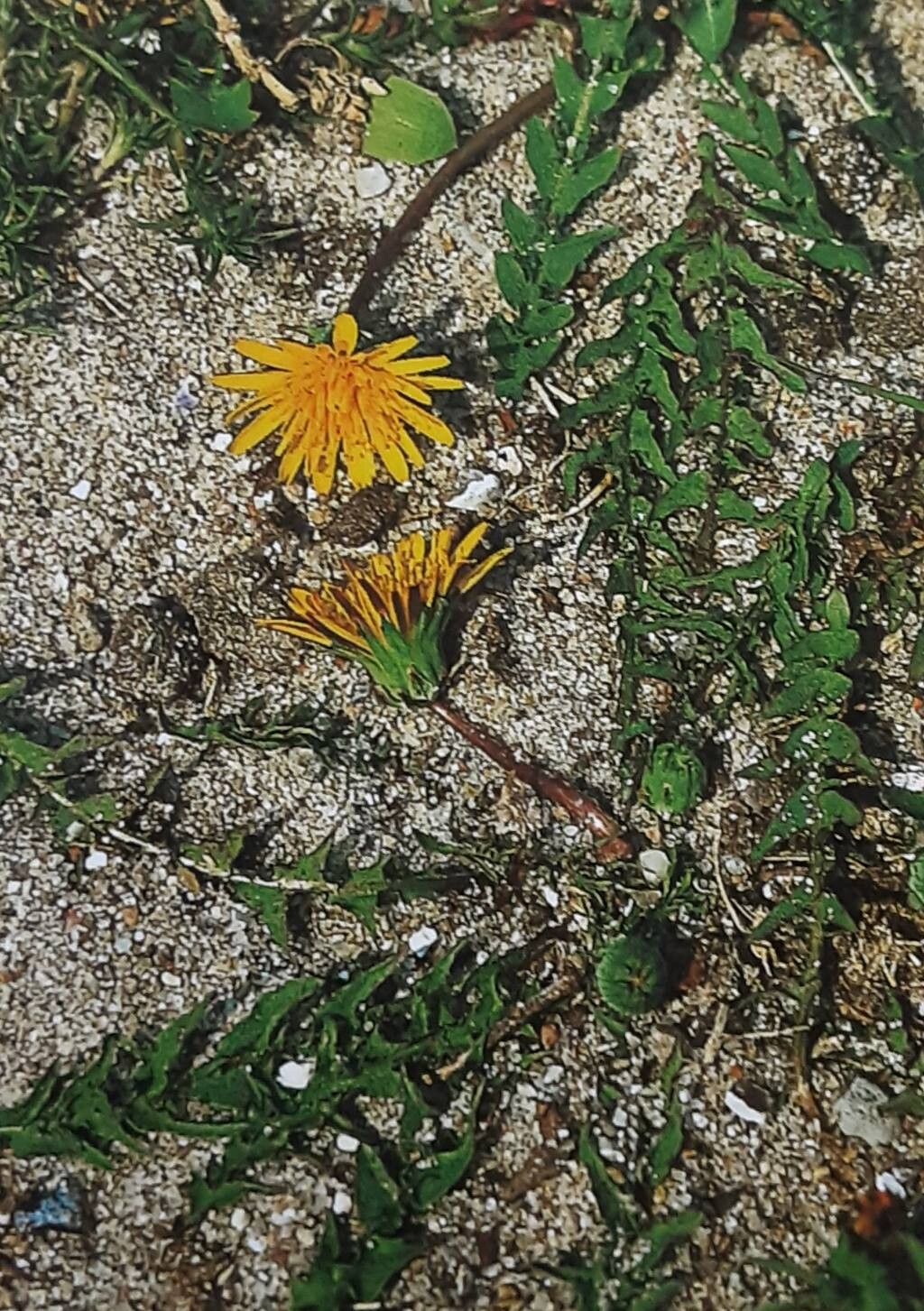 Taraxacum platyglossum — search result for 'Taraxacum'
