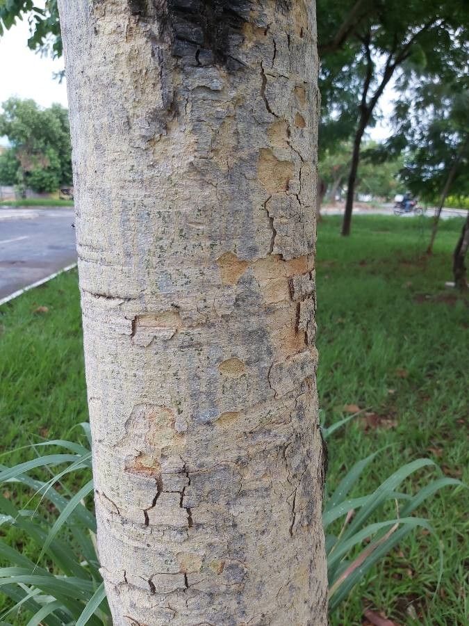 Dipteryx alata bark