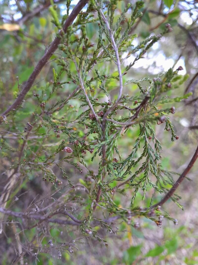 Erica jumellei — search result for 'Erica'