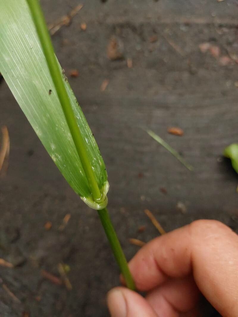 Schedonorus giganteus — related species from the same genus
