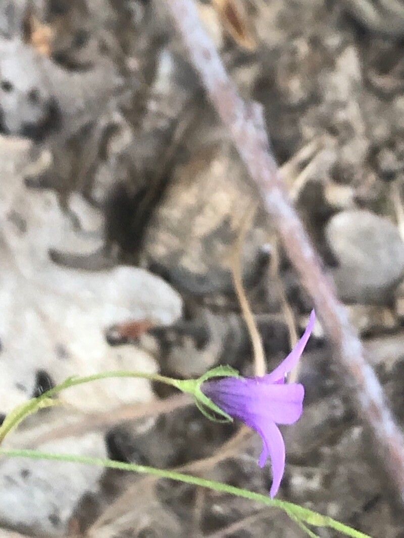 Campanula matritensis — houseplant care guide