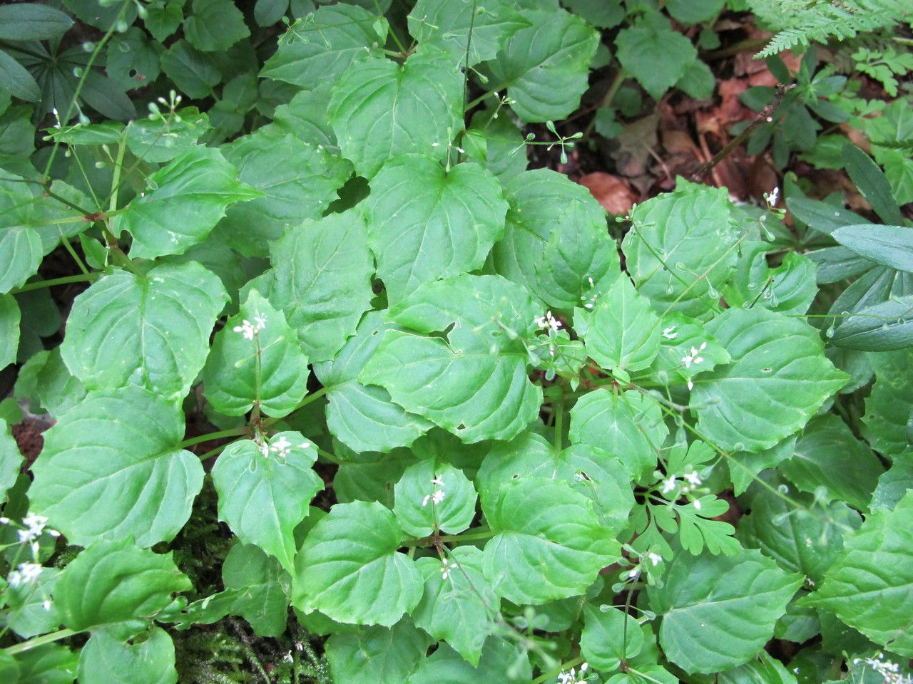 Circaea × intermedia habit