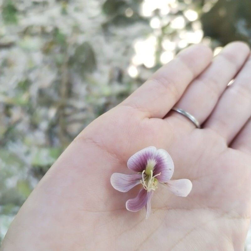 Ormosia macrocalyx flower