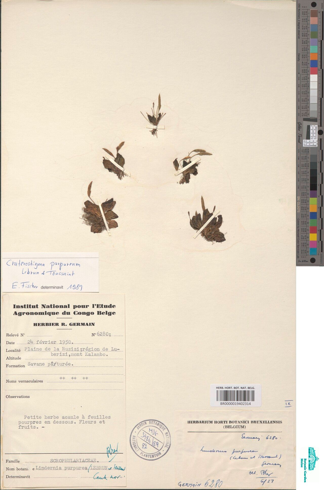 Craterostigma purpureum — houseplant care guide