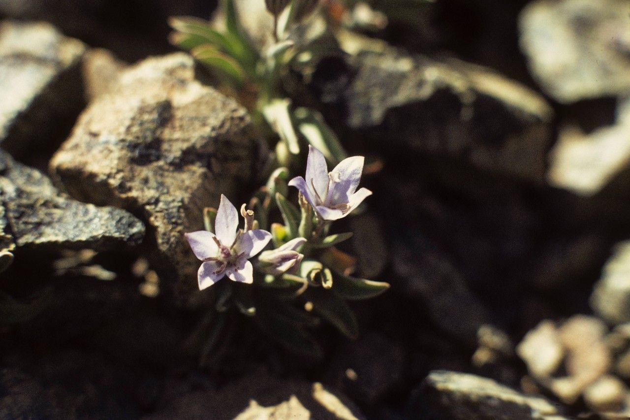 Campanula scabrella flower