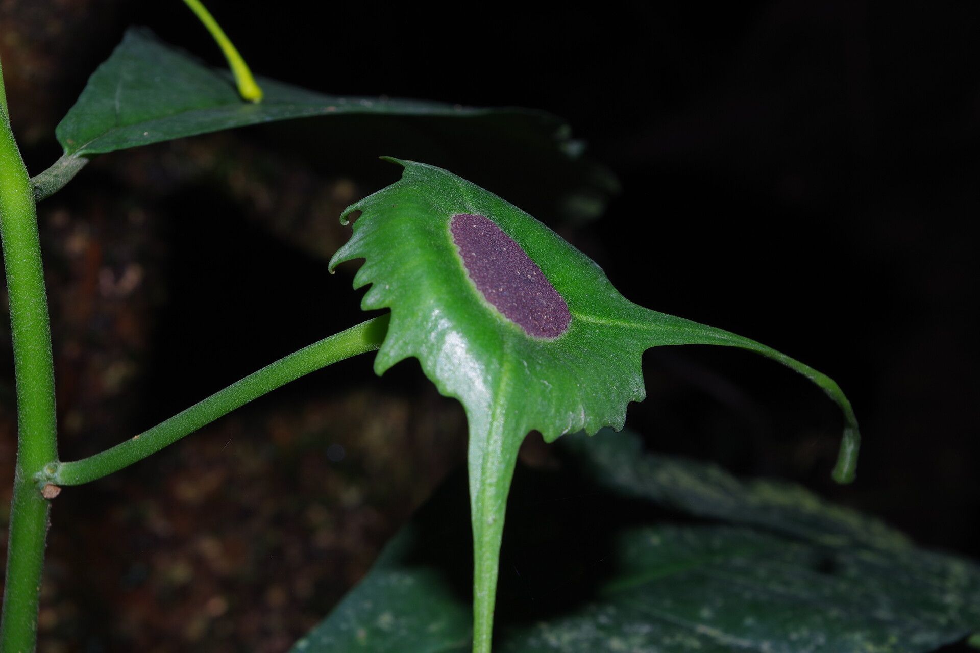 Dorstenia barteri flower