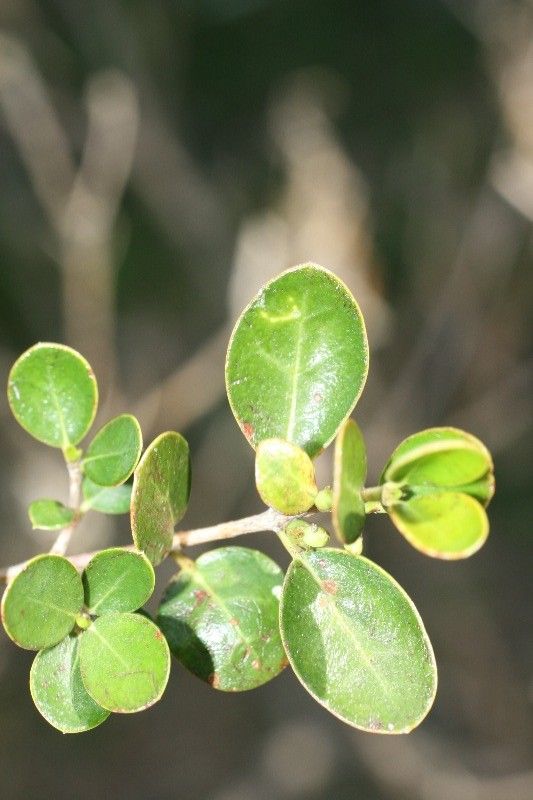 Fernelia buxifolia — houseplant care guide