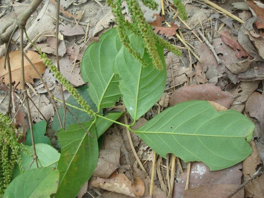 Crypteronia paniculata — houseplant care guide