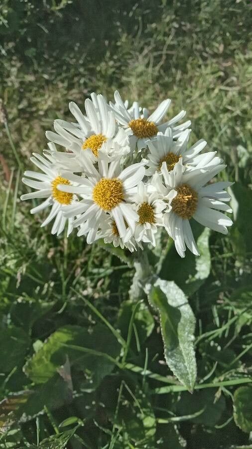 Senecio smithii — search result for 'Senecio'